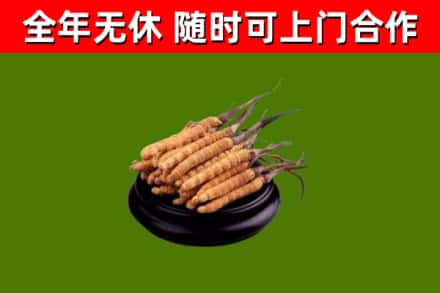 扬中回收冬虫夏草