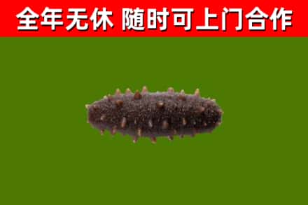 扬中回收海参干